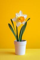 AI generated image of daffodil flower on isolated plain background photo