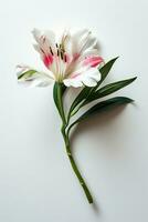 ai generado un blanco y rosado flor con un verde vástago en un blanco antecedentes foto