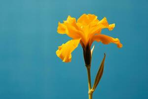 ai generado un amarillo flor con un azul llanura antecedentes foto