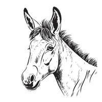 Donkey face sketch hand drawn Vector illustration. Farm animals