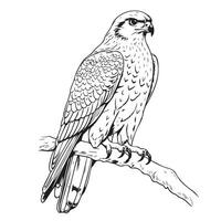 Falcon bird of prey sitting sketch black and white vector