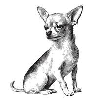 chihuahua bosquejo mano dibujado en garabatear estilo vector ilustración