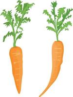 carrot vegetable illustration, carrot in cartoon form vector