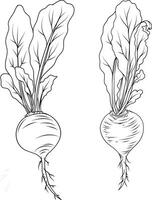 Beets. Vegetables. Beet root. Vector Hand Drawing. Line art. Sketch Botanical Illustration.