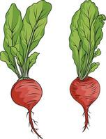 vector beet. Red beetroot with whole leaves on a white background.