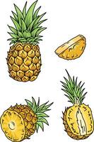 Set of pineapple fruit. . Whole pineapple with leaves and half pineapple slices. Hand drawn Vector Illustration.