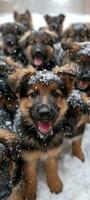 ai generado muchos alemán pastor cachorros jugando en el nieve foto