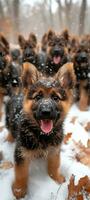 ai generado muchos alemán pastor cachorros jugando en el nieve foto