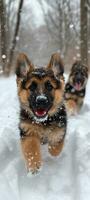 ai generado muchos alemán pastor cachorros jugando en el nieve foto