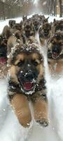 AI generated many German Shepherd puppies playing in the snow photo