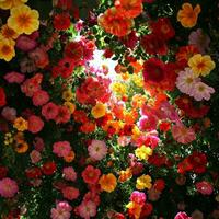 AI generated An overhead view of a vibrant canopy of flowers, ideal for a lively spring advertisement photo
