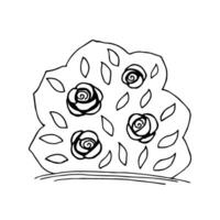 Hand-drawn simple vector illustration in black outline. A bush of rose flowers, round in shape with leaves. Garden element, landscaping, nature.