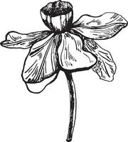 The bud of the narcissus flower is a graphic highlighted on a white background. Narcissus ink graphics, hand-drawn. vector