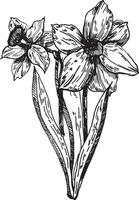 narciso flores son dibujado a mano tinta gráficos. un ramo de flores de narcisos en marzo 8, destacado en un blanco antecedentes. vector