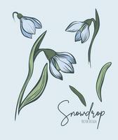 Line art set of snowdrop botanical illustration. Flower floral group or wedding invitation and cards, logo design, web, social media and poster, template, advertisement, beauty and cosmetic industry. vector