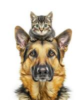 AI generated Portrait of a cute cat on the adorable pet dog. Concept of national pet day. photo