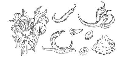 Set with graphic chili hot peppers illustration isolated on white background. Hand drawn ink plant of hot pepper. Vector hot pepper powder black white line. Design element for wrapping, menu, package.