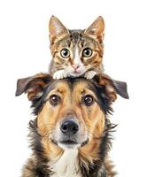 AI generated Portrait of a cute cat on the adorable pet dog. Concept of national pet day. photo
