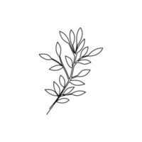 Branch drawn in line art style vector