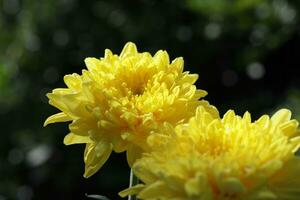 Yellow chrysanthemum in the garden. chrysanthemum closeup macro photo