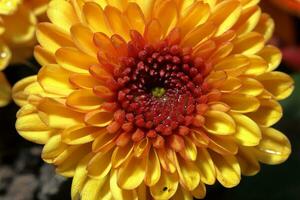 Yellow chrysanthemum in the garden. chrysanthemum closeup macro photo