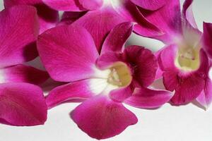 Purple orchids on a white background photo