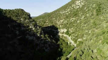 aéreo ver de el bosque en un montañoso área. disparo. limpiar hermosa verde bosque en un soleado día foto