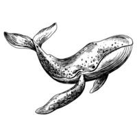 Underwater world clipart with whale. Graphic illustration hand drawn in black ink. Isolated object EPS vector. vector