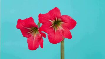 tempo periodo di secco rosso fiori su luminosa colore sfondo. tempo periodo di fiori fioritura e fiori appassimento. video