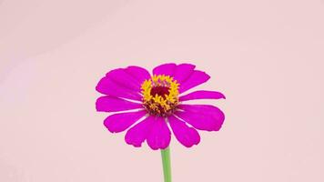 Close up of blooming pink flowers and time lapse of withered flowers on bright color background. video