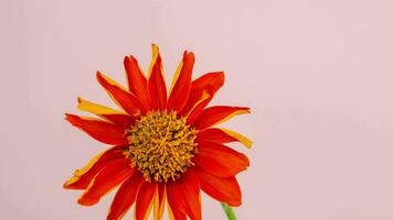 abstrakt grau Schatten von überlappend natürlich Blätter und Blumen fallen auf das Mauer mit Licht Bokeh. Bewegung von Blumen mit natürlich Schatten auf Blau Hintergrund. Hintergrund und Attrappe, Lehrmodell, Simulation video