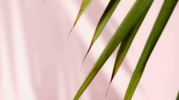 Abstract gray shadows of overlapping natural leaves fall on the wall with light bokeh. Motion of leaves with natural shadows on pink background. Backdrop and mockup video