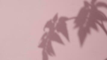 Abstract gray shadows of overlapping natural leaves fall on the wall with light bokeh. Motion of leaves with natural shadows on pink background. Backdrop and mockup video