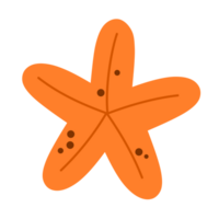 Starfish. marine life and sea creatures png