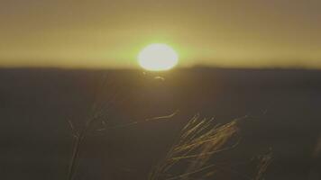 Grass in the wind at sunrise. Summer grass meadow of pleasant wind with bright sunlight sunny spring photo