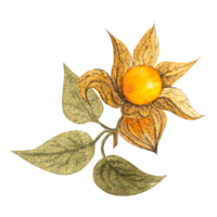 Watercolor illustration of autumn physalis berries. Hand drawn physalis berries, flowers, leaves. png