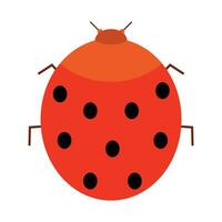 ladybug icon vector