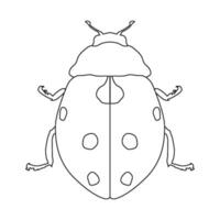 ladybug icon vector