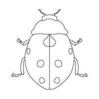 ladybug icon vector