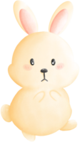 Coelho sentado e olhando png