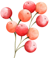 Cerise fruit rouge Orange png