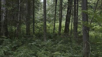 Coniferous trees silhouettes and green plants growing in the summer forest, environment and ecology concept. Stock footage. Trunks of pine trees, vegetation and green bushes. photo