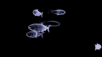 Abstract flowing silhouettes of colorful fishes isolated on a black background Design. Marine creatures holograms underwater. photo