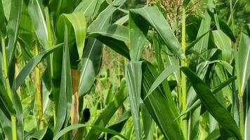 Corn field with green leaves in summer on a sunny day, close-up. Agriculture, corn growing video