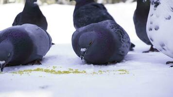 Pigeons eating grain in snow. Close-up of gray pigeons pecking scattered in row of cereals in snow on sunny frosty day photo