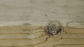 Close-up of wood Board texture. Action. Macro photography of cut and processed wood. Beautiful details and lines of wooden Board photo
