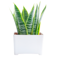 AI generated snake plant in a pot on transparent background png