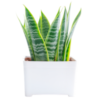 ai généré serpent plante dans une pot sur transparent Contexte png