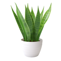 AI generated snake plant in a white pot on a transparent background png