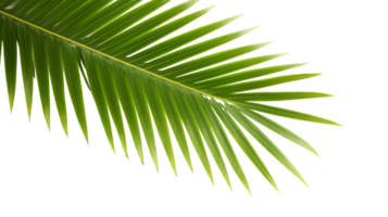 AI generated palm leaf on transparent background png